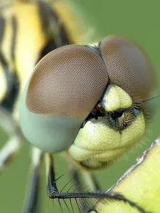 wildlife-tour coccinelle