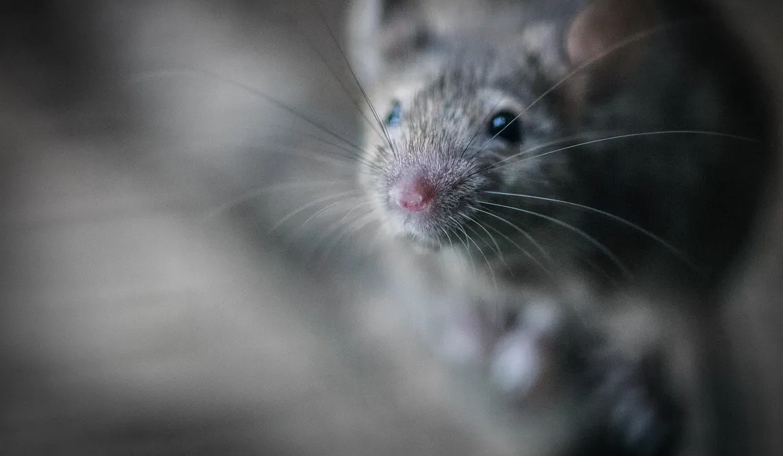 besten maus scanner