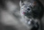 besten maus scanner