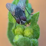 Mouche bébé Tomydoo II de Béaba