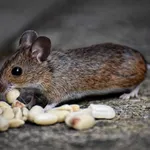 LOGITECH MARATHON MOUSE M705 : souris scanner