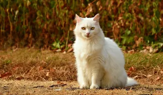 vergleichend gps katzen