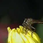 Mouche bébé électrique de Nosiboo