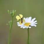 Mouche bébé électrique de Nosiboo
