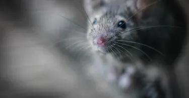 besten maus scanner