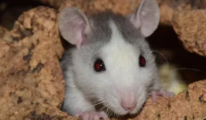 vergleichend elektrischen fliegen babys