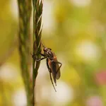 Mouche bébé Tomydoo II de Béaba