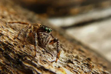 pourquoi construire un hôtel à insectes ?