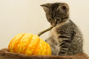 Pourquoi utiliser un GPS pour chat ?