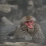 Fauteuil de bain de BEBEANGEL