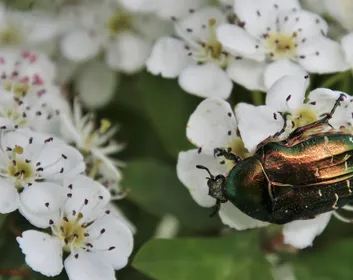 qu'est ce qu'un hôtel à insecte ?