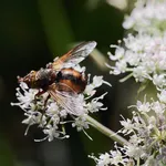 Mouche bébé Tomydoo II de Béaba