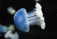Sublue White Shark Mix Scooter drone Sous-Marin-3