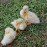 Anneau de bain pour bébé d’Angelcare