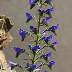 Mouche bébé électrique de Sumgott