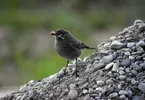 besten lafumaruhesessel