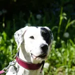 Zoomer dalmatien 2.0-4