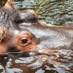Hippo Dodo Nuit Étoilée – Vtech