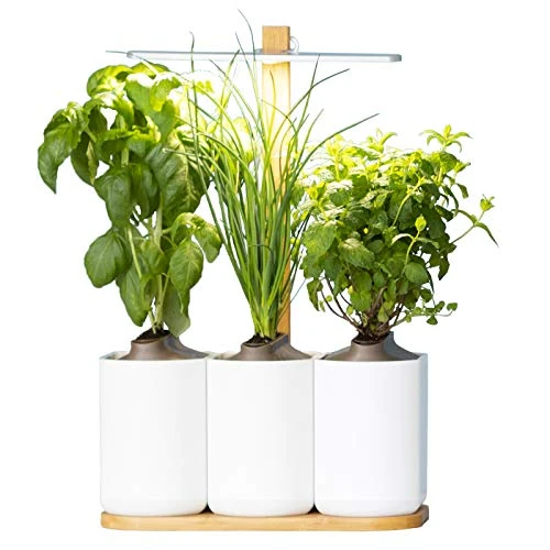 Lilo, Ihr smarter Indoor-Garten  Bauen Sie das ganze Jahr über ganz einfach Ihre eigenen frischen Kräuter an  Inklusive Basilikum, Minze und Schnittlauch