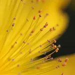 TV 4K HKC 50F1
