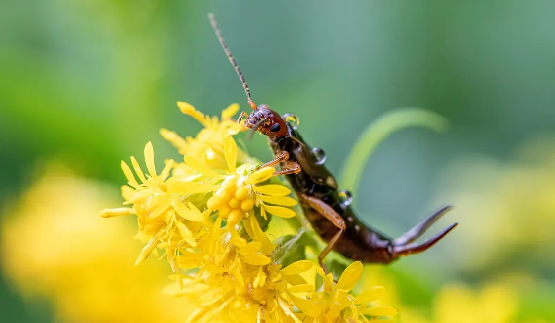 besten hotels insekten