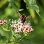 Mouche bébé électrique de Nosiboo