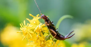 besten hotels insekten