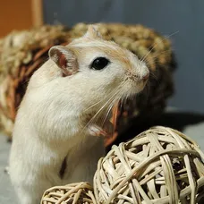 B Blesiya jeu de quilles animaux pour enfants