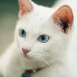 Collier GPS chat - Tractive