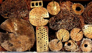 vergleichend hotels insekten