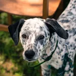 Zoomer dalmatien 2.0-1