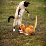 LUDI, jeu de quilles en forme de chats