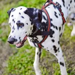 Zoomer dalmatien 2.0-2