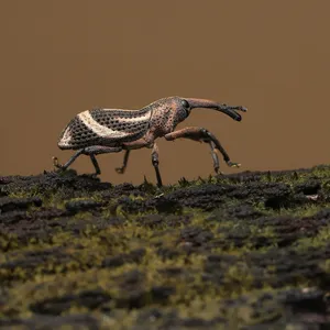 deuba-hotel insectes XXL